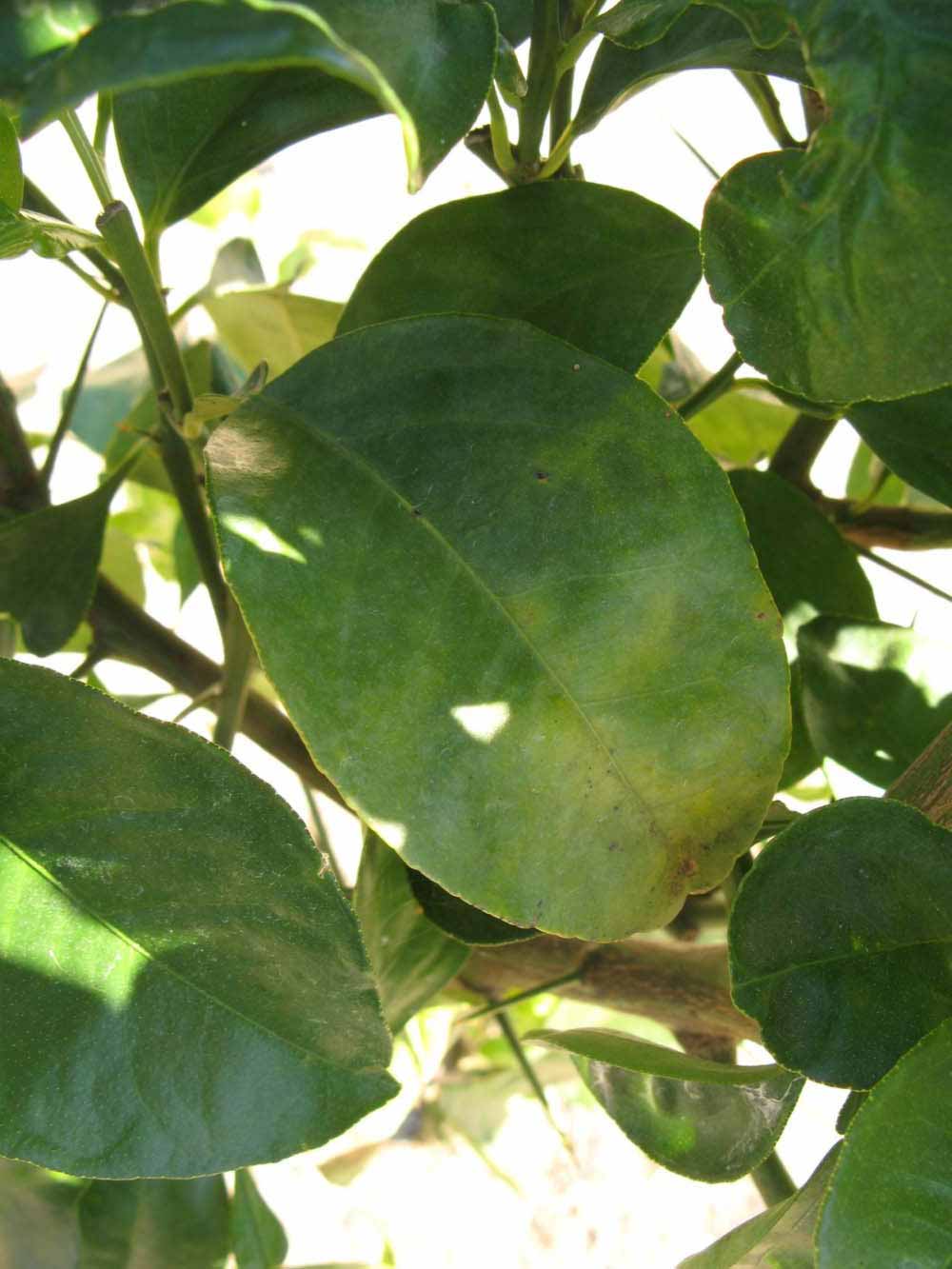            Shade leaves (Winter Haven, FL)   